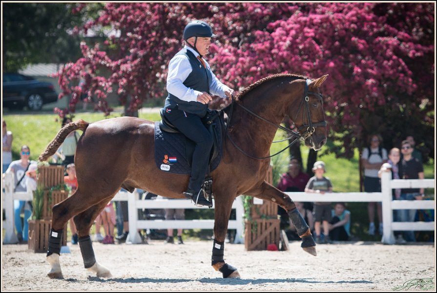 Pferd International 057